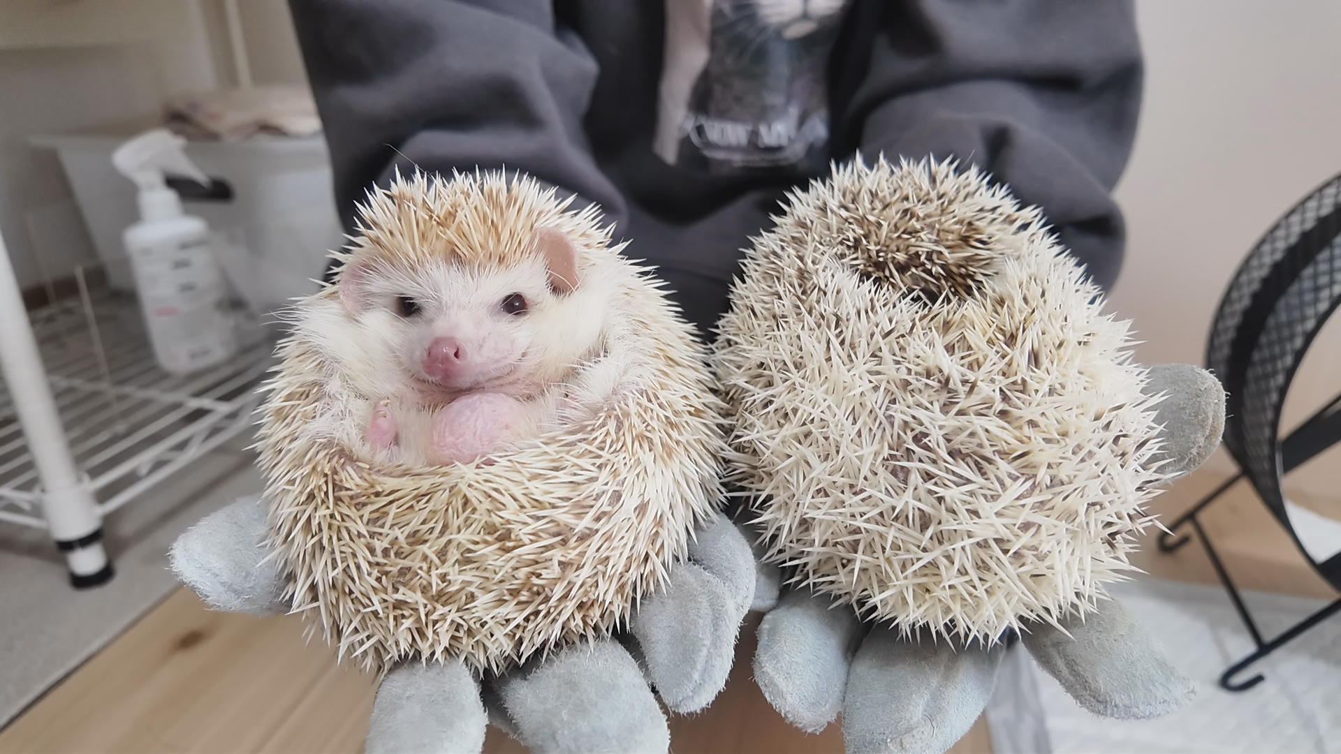 ハリー&ポン.png