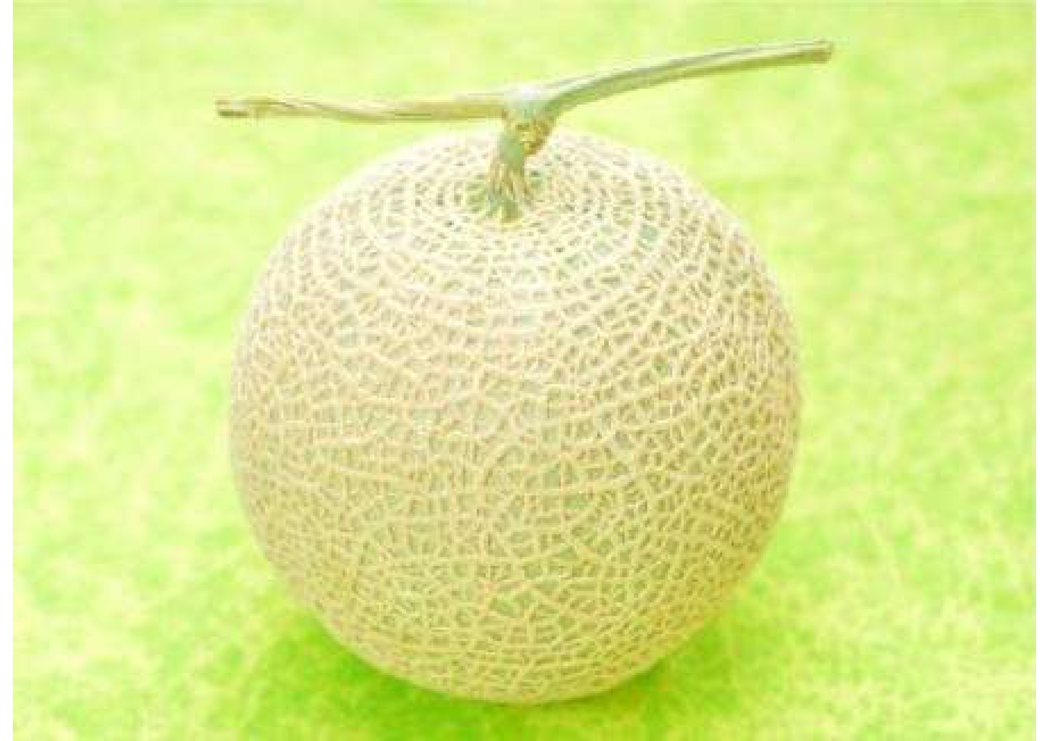 melon tama_pages-to-jpg-0001.jpg