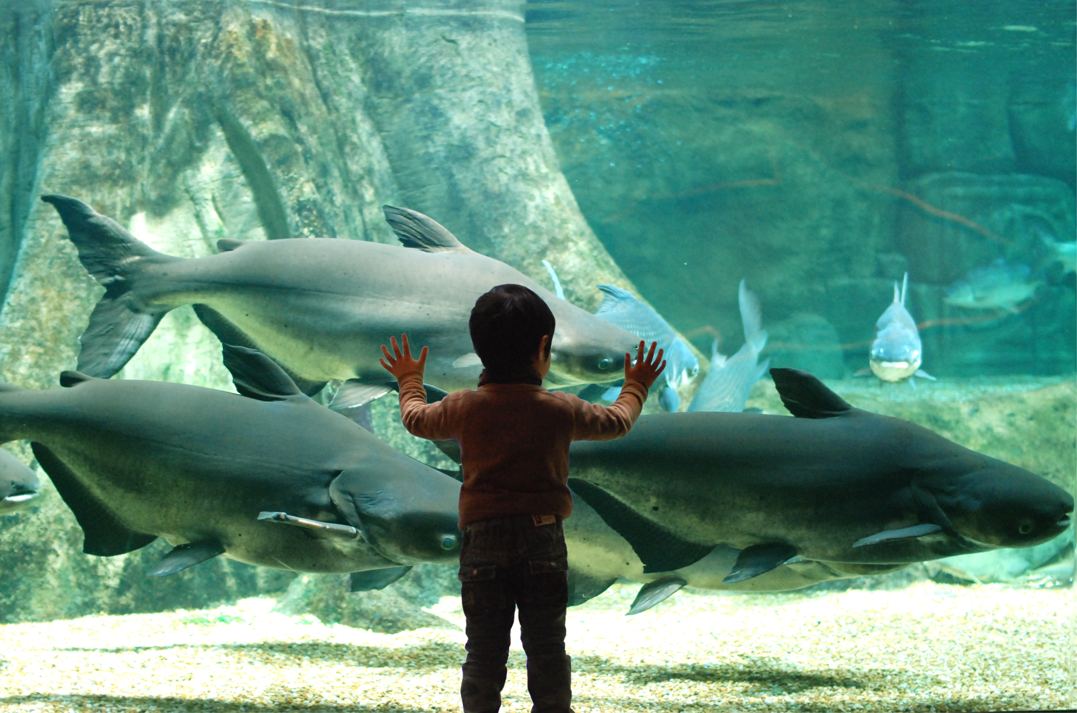 aquatoto03.jpg