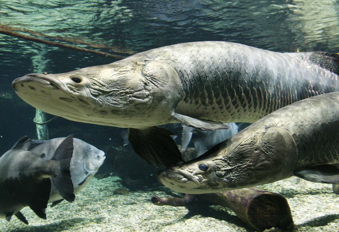 aquatoto05.jpg