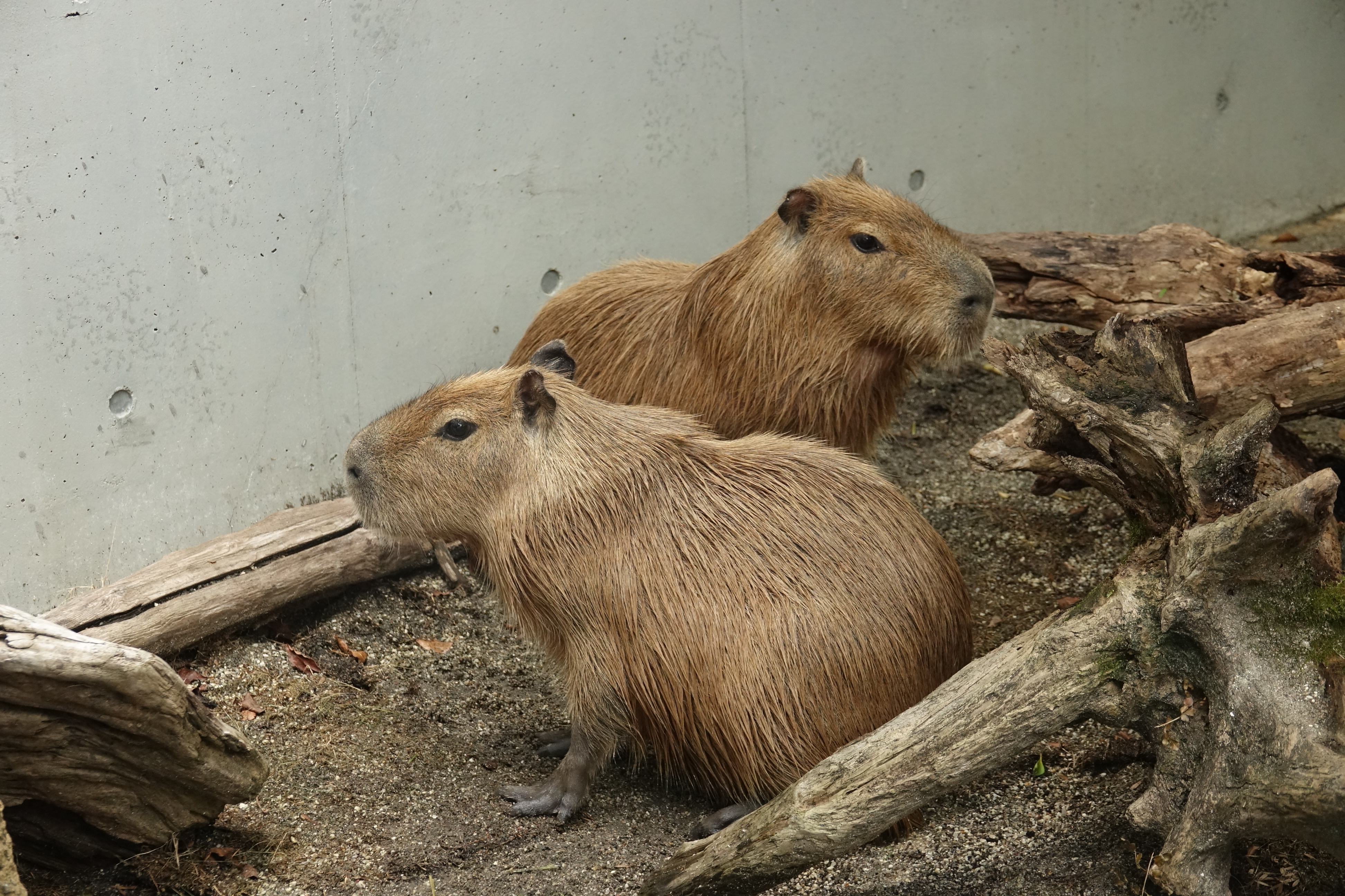 カピバラ (2).JPG