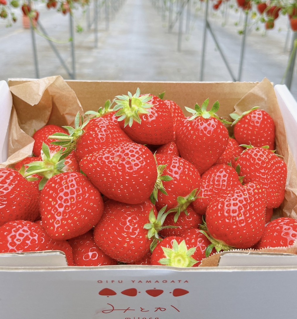 いちご狩り.jpg