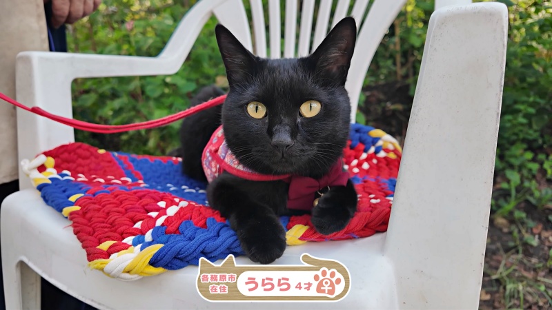 家ニャン ～家にニャンコがいます～ 2025年12月 1日（月）～2025年12月